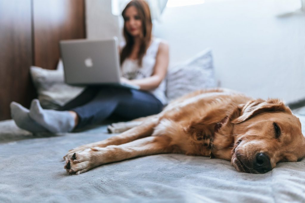 Photo of a woman working on a laptop with a dog nearby